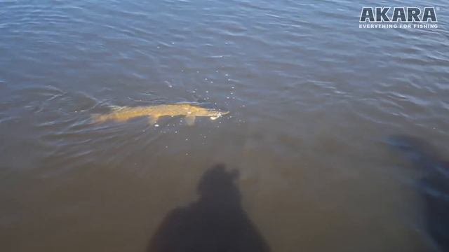 Щука-крокодил на озере Буртниеку. Трофейная щука длинной 1 метр 12 см клюнула на силикон! смотреть онлайн