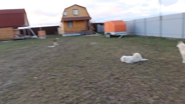 Лайки в снегопад/С Великой Пасхой/Христос Воскресе/ смотреть онлайн