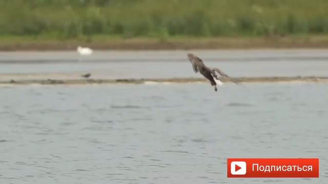 20 Атак ОРЛОВ СНЯТЫХ НА КАМЕРУ 2019 охота орла Eagle Attac смотреть онлайн