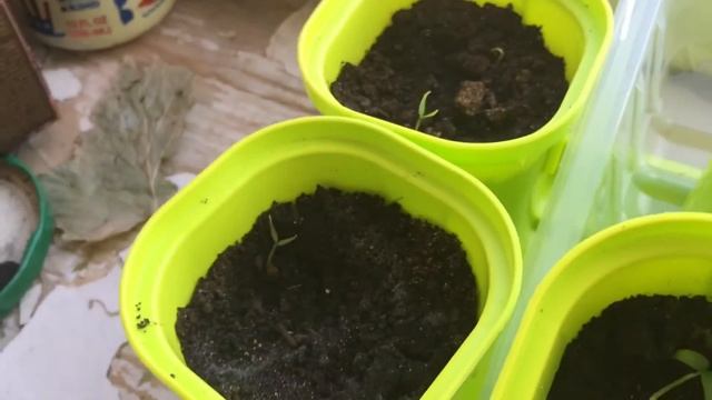 Выращивание острого перца(Carolina Reaper) #3 смотреть онлайн