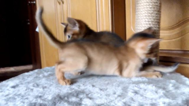 Котята абиссины учатся драться.