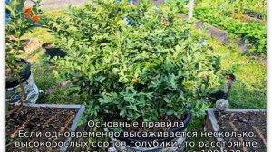 Голубика: посадка и уход в Подмосковье