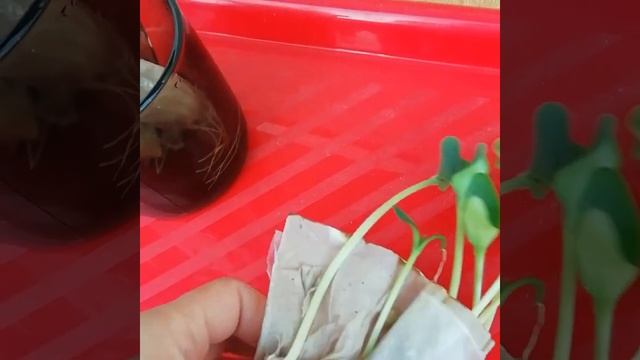 Рассада кабачков в самокрутке ? смотреть онлайн