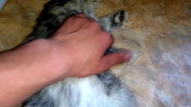Мою КОТА 10 ЧАСОВ)) смотреть онлайн