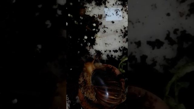 какашки улиток и наткнулась на раскопки улиток которые родили несколько тысяч и улита чик смотреть онлайн