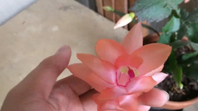 Schlumbergera 'Christmas Fantasy' In beautiful blooms 2018 смотреть онлайн