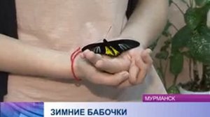 Выставка живых тропических бабочек