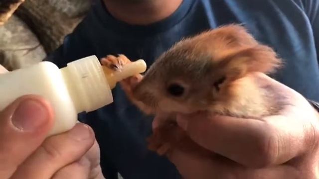 Кормление бельчат. Парк миниатюр. Бахчисарай. смотреть онлайн