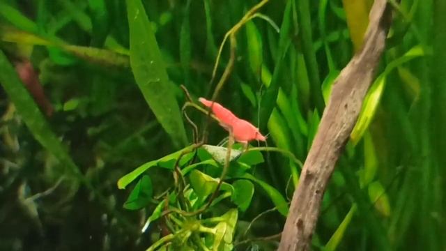 Мой 30 л аквариум/Гуппи эндлера и креветки вишни/My 30 L Tank /My Endler Guppies And Cherry Shrimp
