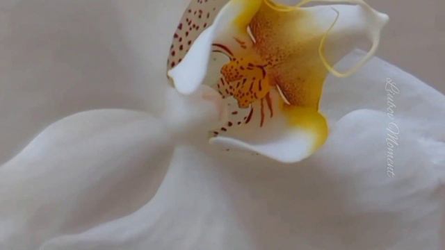 My charming orchid. Beautiful flowers смотреть онлайн