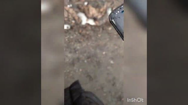 Экшн Эксперимент разбили телефон смотреть онлайн