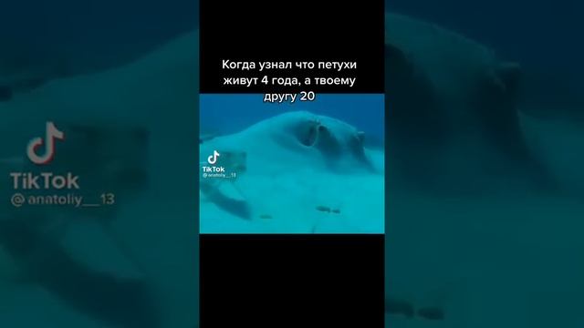 ТИКТОК - Когда узнал что петухи живут 4 года смотреть онлайн