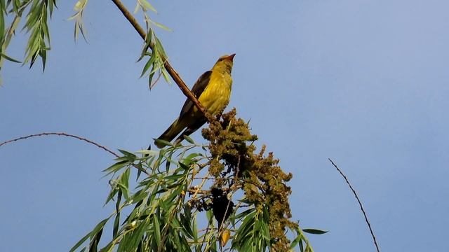 1081. Žluva hajní, Eurasian Golden Oriole, Pirol, Loriot d'Europe, Обыкновенная иволга, Wilga смотреть онлайн