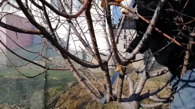 Erik Ağacı Nasıl Budanır? смотреть онлайн