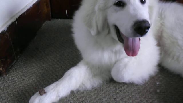 Gibson "Leave it" command. смотреть онлайн