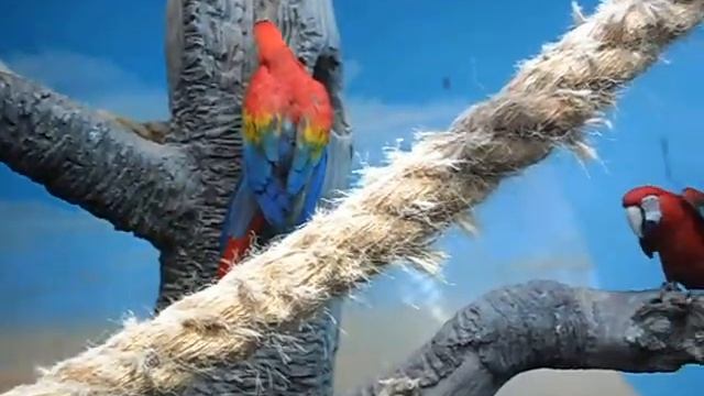 Попугаи Какаду и Ара (Московский зоопарк) смотреть онлайн