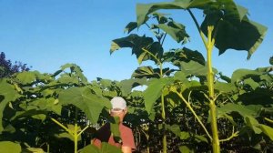 Формировка Павловнии!