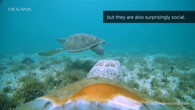Go Inside a Turtle's World with "TurtleCam" смотреть онлайн