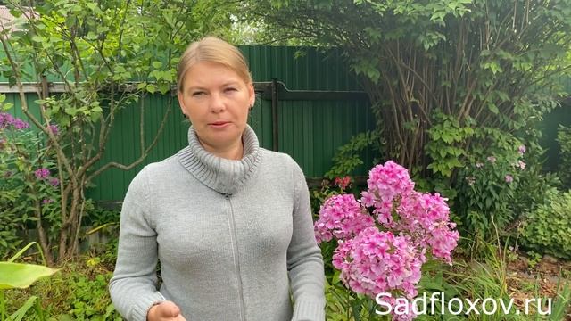 Уход за флоксами после цветения Обрезка, подкормка, защита от болезней смотреть онлайн