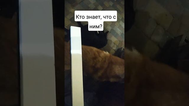 Странная собака делает непонятные вещи #пес #собака #дракон #неадекват смотреть онлайн