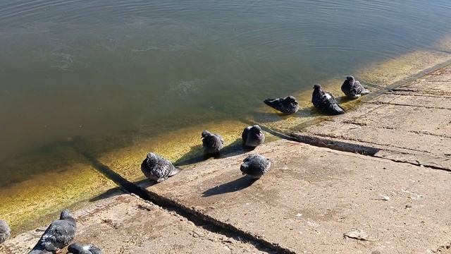 В ПАРКЕ имени С. М. КИРОВА. ПРУД.