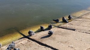 В ПАРКЕ имени С. М. КИРОВА. ПРУД.