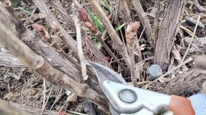 ОБРЕЗКА ДРЕВОВИДНОГО ПИОНА: САНИТАРНАЯ И ФОРМИРУЮЩАЯ | Обрезка пиона древовидного зонтом