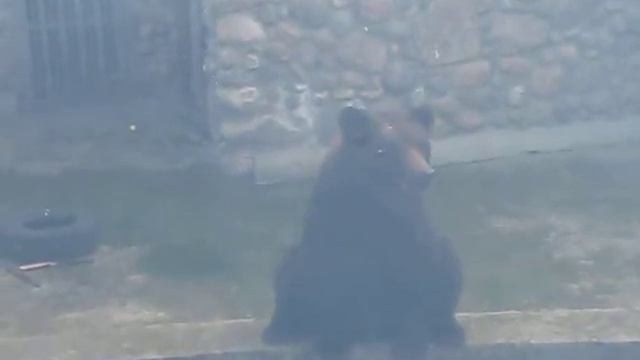 Благодарный медведь зоопарк в Гродно 2012 г. смотреть онлайн