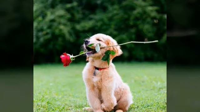 Cобака-друг человека.... смотреть онлайн