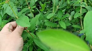 СОРТА ЖИМОЛОСТИ ВОСТОРГ, ЮГАНА, УСУЛЬГА И ДР. ИЮНЬ 2023