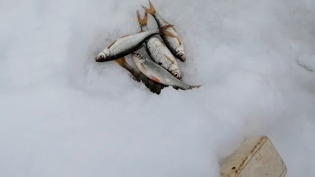 сегодня был на рыбалке😇 смотреть онлайн