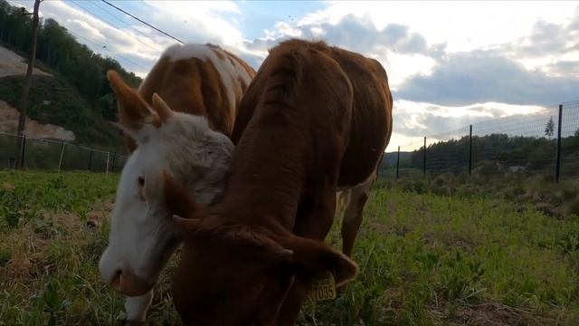 Милые Домашние животные.Звуки Домашних Животных.Корова,Собака,Кошка, Утки,Овцы.[Мир Животных] смотреть онлайн