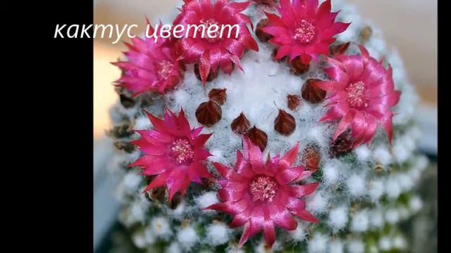 Цветы.Макросъемка. смотреть онлайн