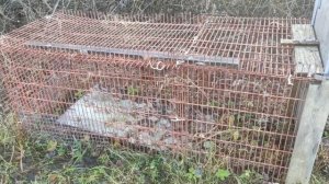 Можно ли отпугнуть лису? Наш опыт в этом видео