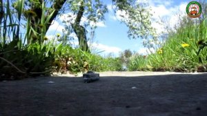 Бумажный троллейбус ЮМЗ Т2