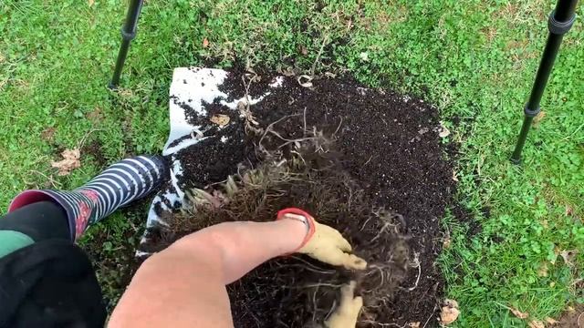 Guacamole Hosta Propagation
