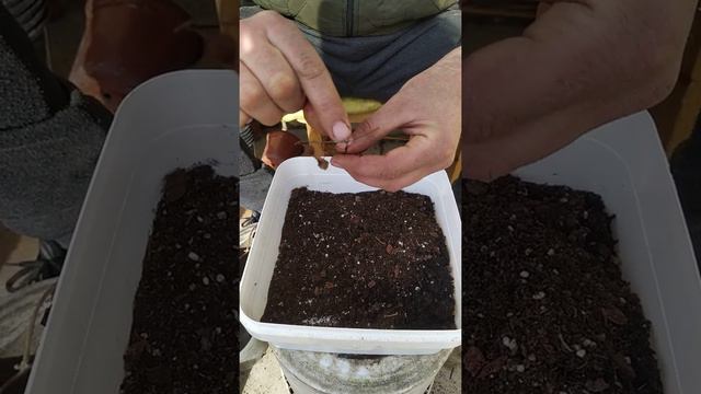 Taking system cutting of clematis(Klematis Gulunun Artirilma qaydasi) смотреть онлайн