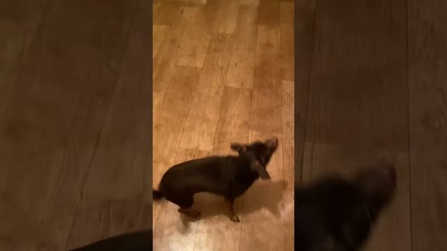Русский той. Воспитание) смотреть онлайн