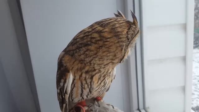 Совиное ухо, обратная сторона глаза смотреть онлайн