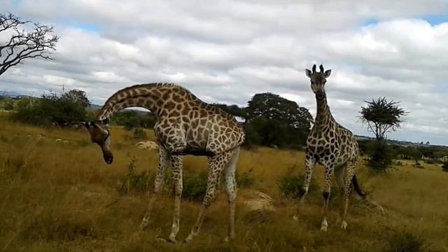 Попытка №2 покормить жирафов, осторожно, мат, (Сафари в Зимбабве часть №7) смотреть онлайн