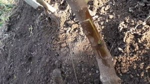 Осенняя прививка инжира.