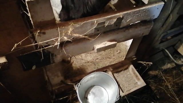 Голштинские телята. 1 месяц смотреть онлайн