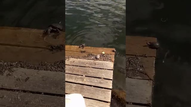 Речная черепаха смотреть онлайн