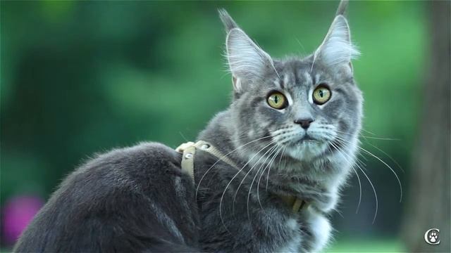 Мейн кун видео, окрас голубой мраморный Hana Grey Claw`s 10 месяцев. http://coonplanet.ru/ смотреть онлайн