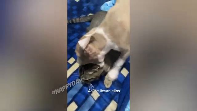 СМЕШНЫЕ-КОШКИ-2022-И-ДРУГИЕ-ЖИВОТНЫЕ-10-_60