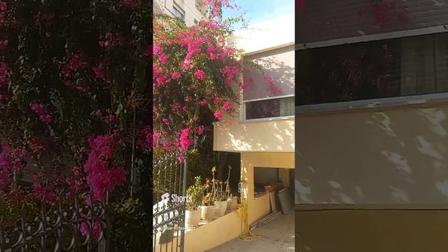 Кипр, Лимасол, дерево с цветами, цветы