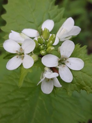 103. Чесночница черешчатая - Alliaria petiolata