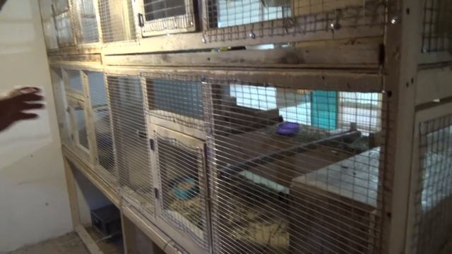 Осмотр гнезд у попугаев и канареек. смотреть онлайн