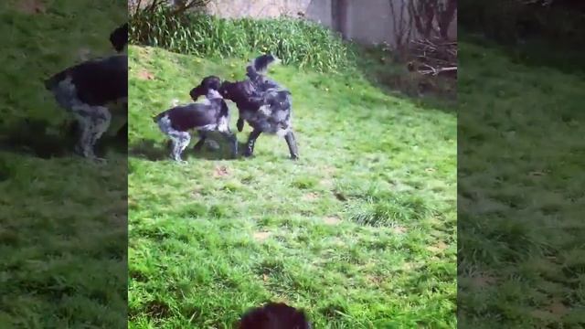 Munsterlander Playing with his Pups смотреть онлайн