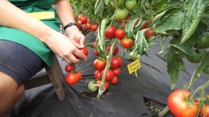 Томат Сибирский грунтовый малиновый  (Народное тестирование 2020) - Обзор №8